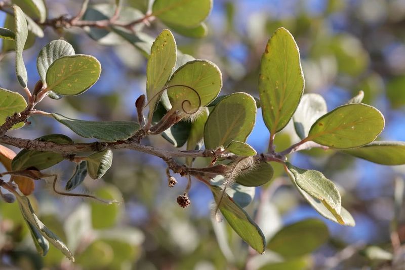 Island Mountain Mahogany