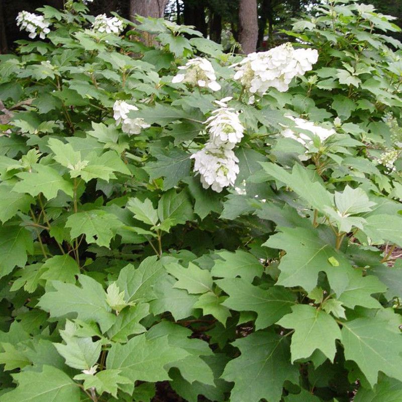 Oakleaf Hydrangea Adds Texture And Seasonal Interest