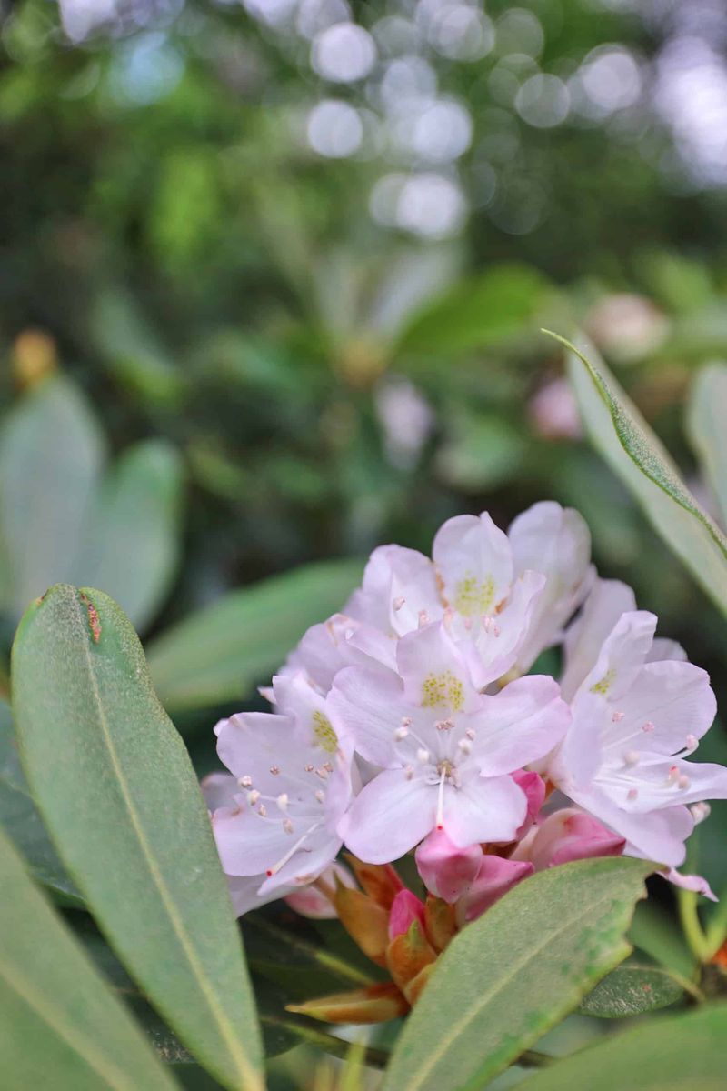 Rosebay Rhododendron (Rhododendron Maximum)