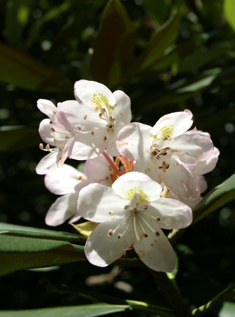 Rosebay Rhododendron (Rhododendron maximum)