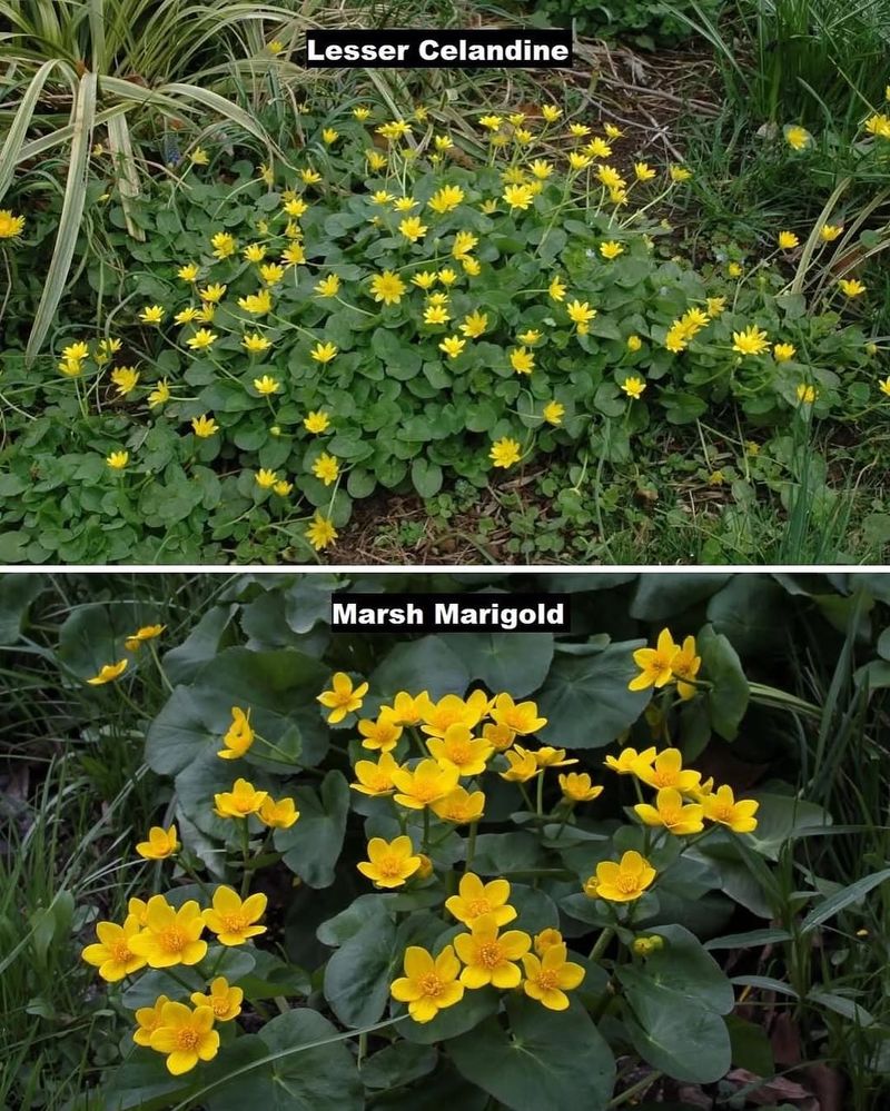 Do Not Mistake It For Marsh Marigold
