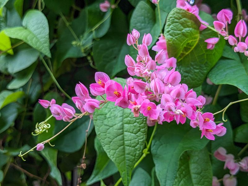 Look For Coral Vine Covering Fences And Shrubs