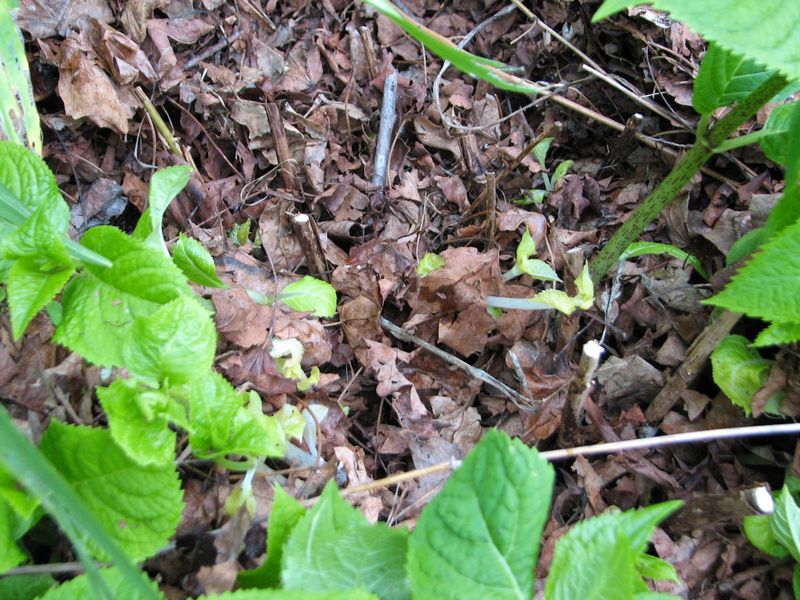 Protect Fresh Hydrangea Growth Fast