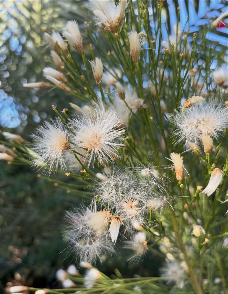 Desert Broom Spreads Aggressively And Takes Over Areas