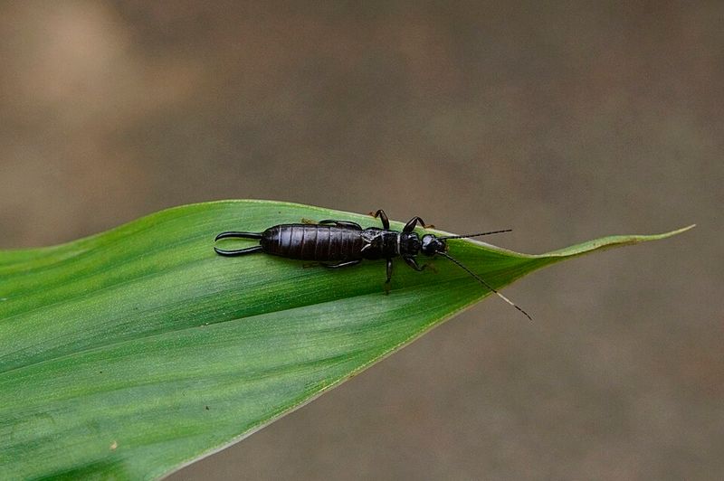 Earwigs Feed In Hidden Spots And Come Out After Dark