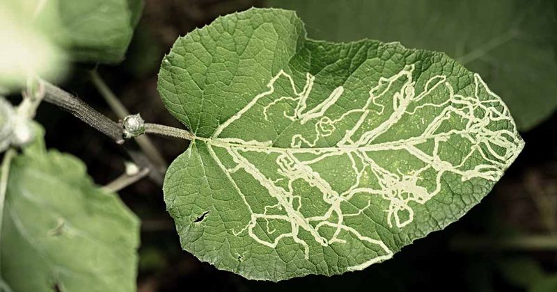 Leafminers Leave Winding Trails Inside Leaves
