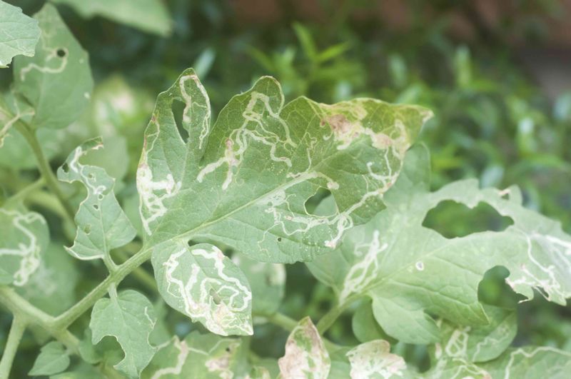 Leafminers Trace Telltale Tunnels Through Soft Leaves