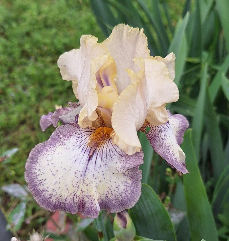 Bearded Iris