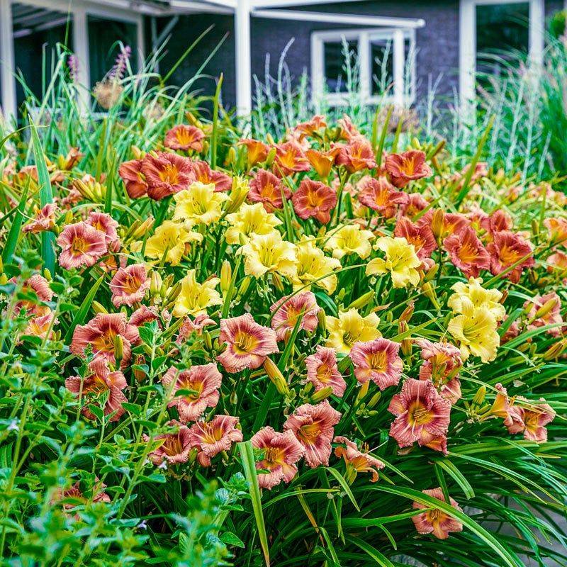 Reblooming Daylily