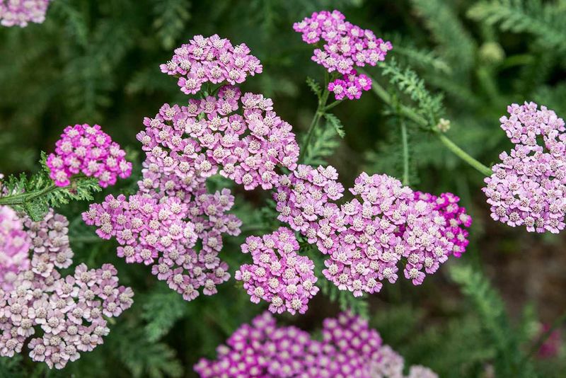 Yarrow Thrives In Tough Spots With Little Effort