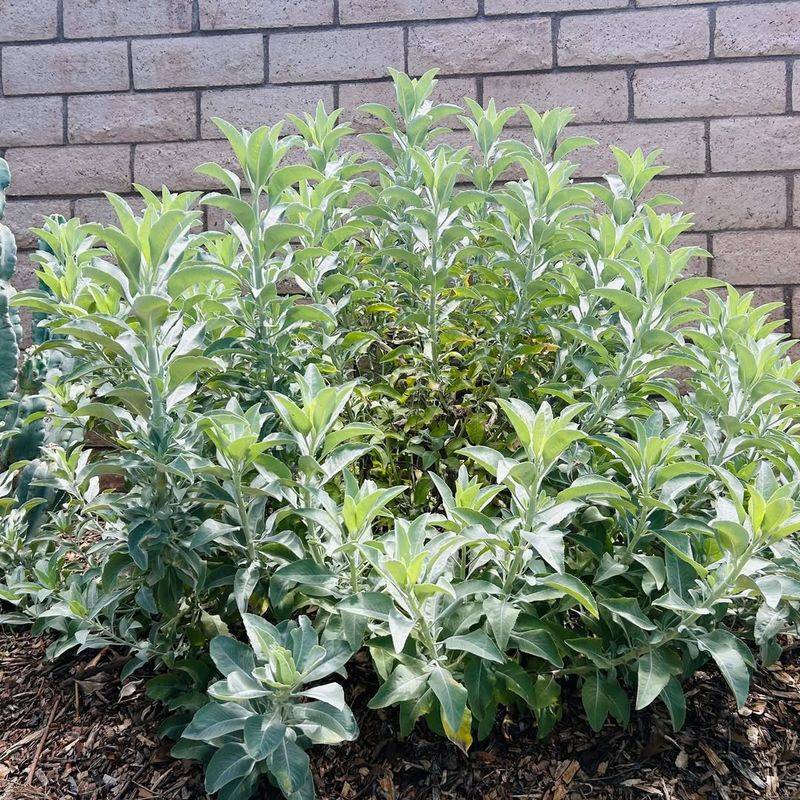 Sage Adds Structure And Aroma To Dry Beds
