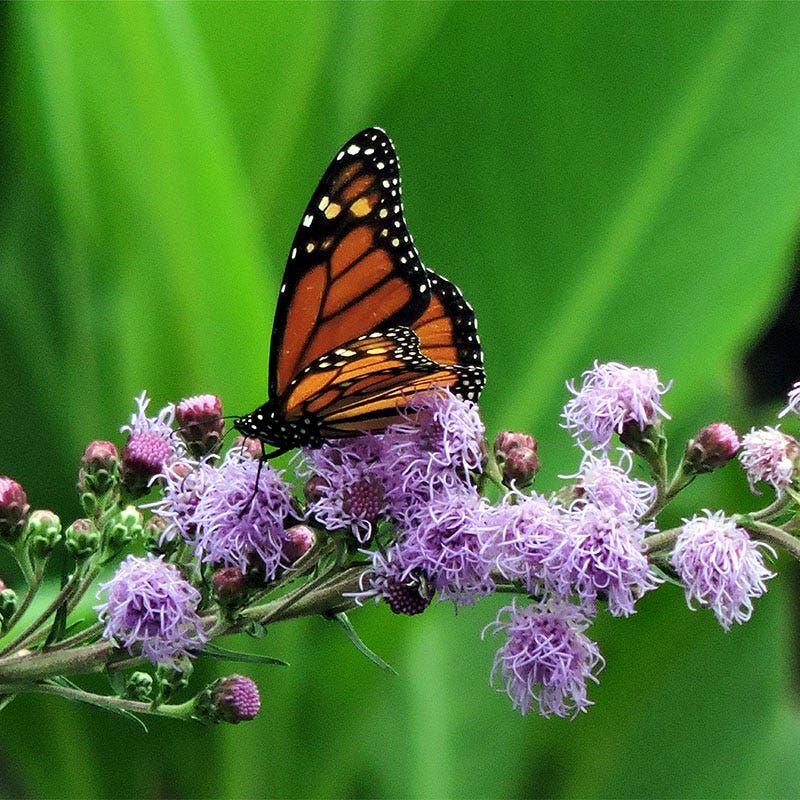 Meadow Blazing Star Adds Upright Purple Spikes