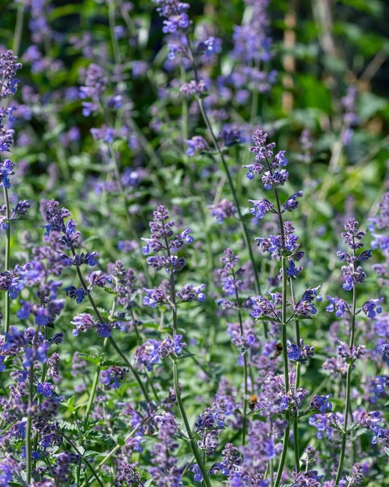 Lavender (Lavandula Angustifolia)