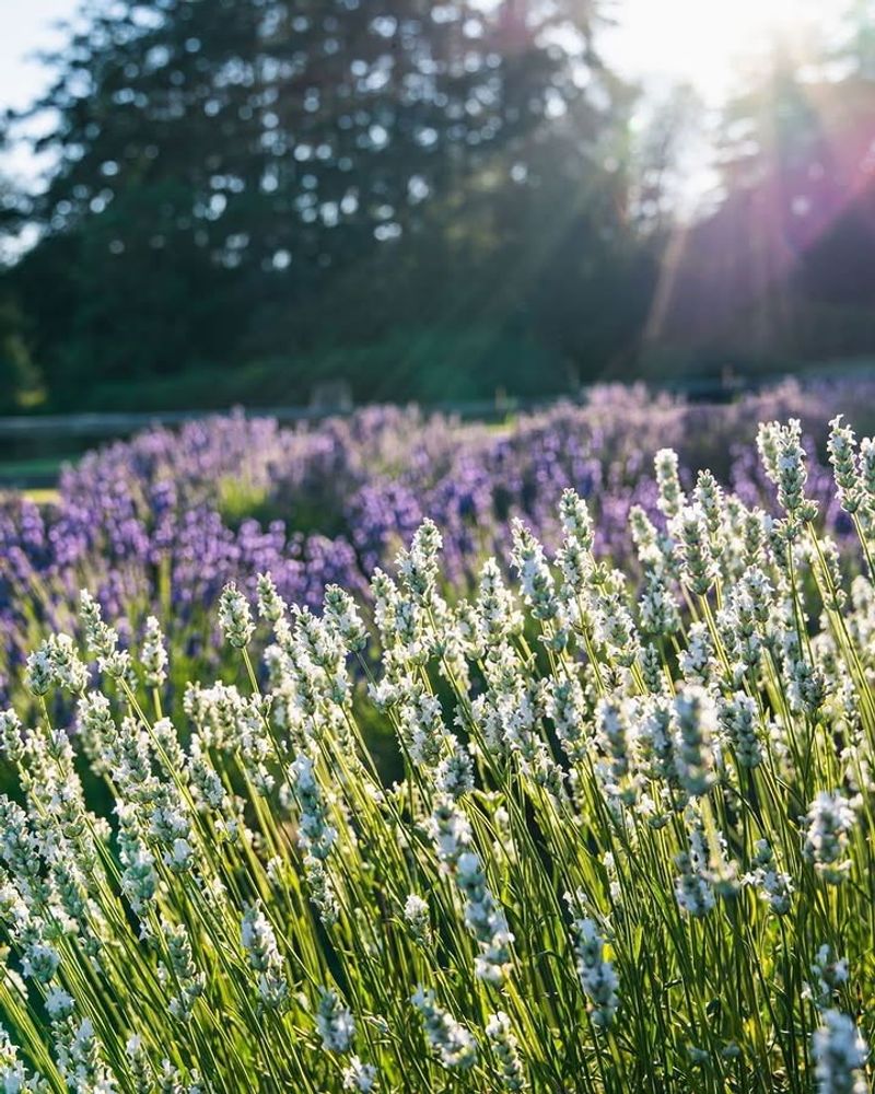 Lavender (Lavandula angustifolia)