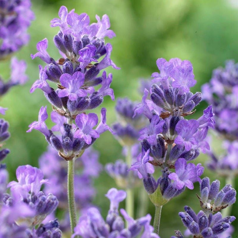 Lavender (Lavandula Angustifolia)