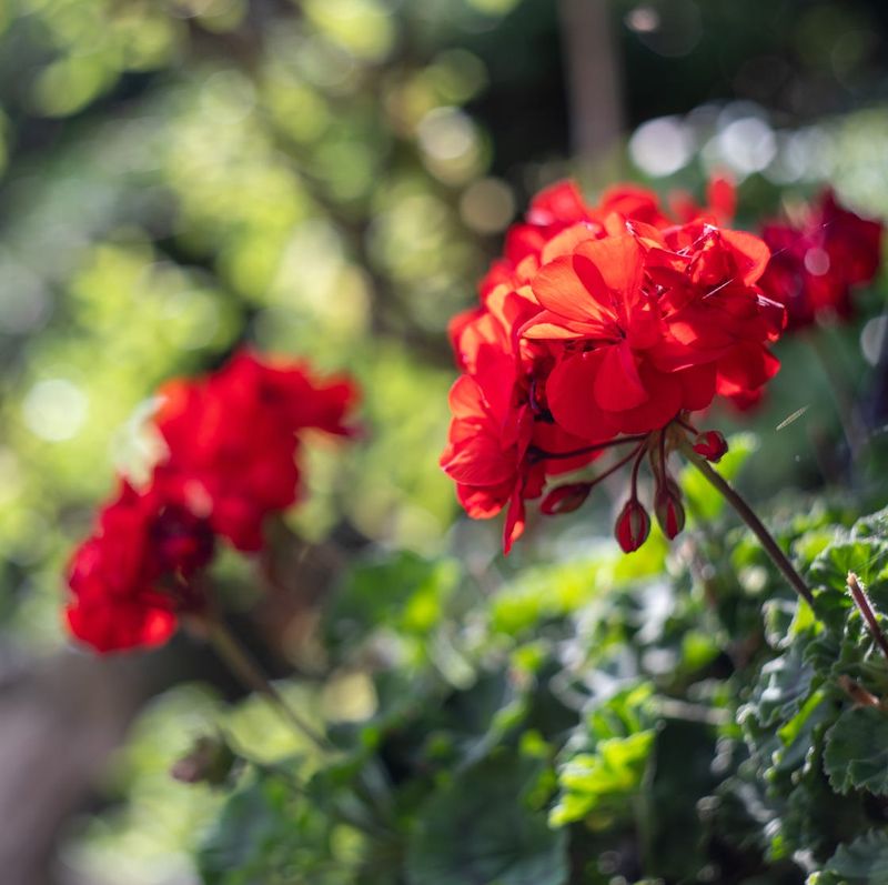 Geraniums (Scented Types)