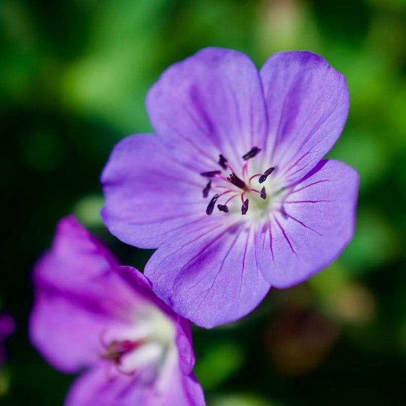 Hardy Geranium Flowers Over A Long Season