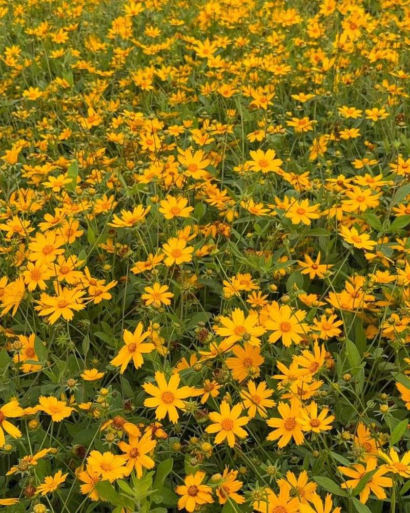 Coreopsis Brings Bright Color For Weeks
