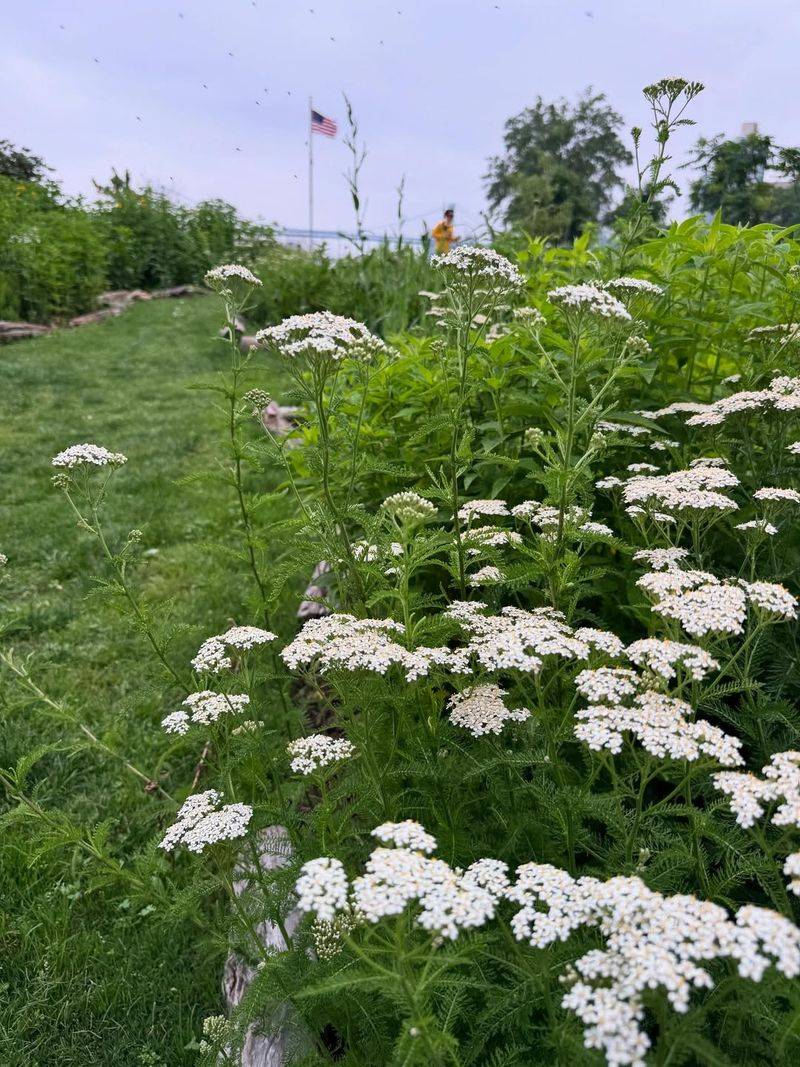 Yarrow Adds Flat Flower Clusters In Sunny Spots