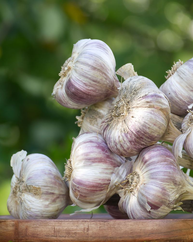 Garlic Has A Strong Smell That May Help Deter Ticks