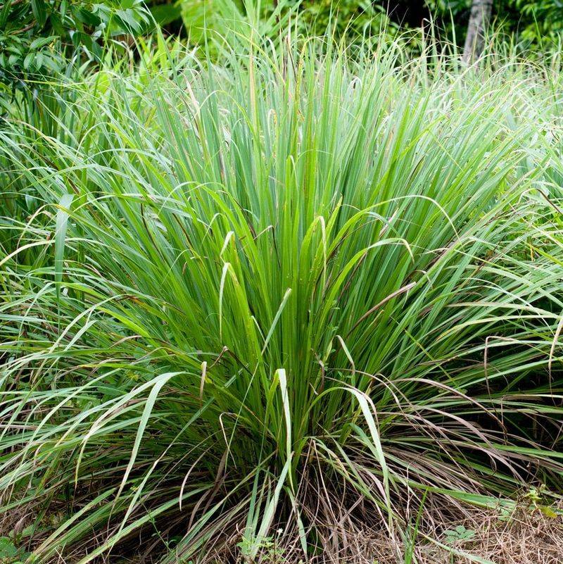 Lemongrass Adds Bold Form And Citrus Scent