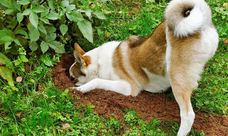 Dogs For Big Playful Garden Chaos