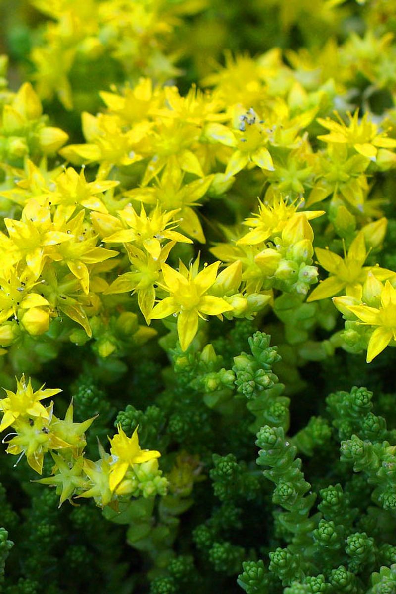 Moss Stonecrop
