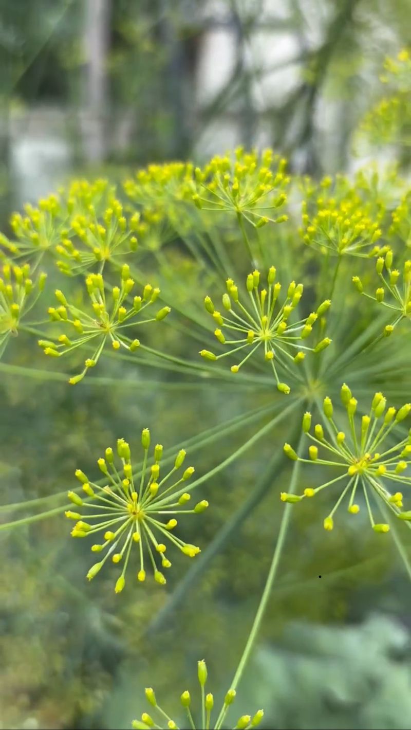Dill Flowers Before You Can Harvest Enough