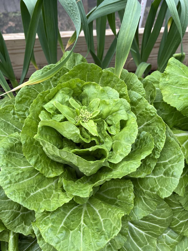 Cabbage Loosens Instead Of Forming Tight Heads