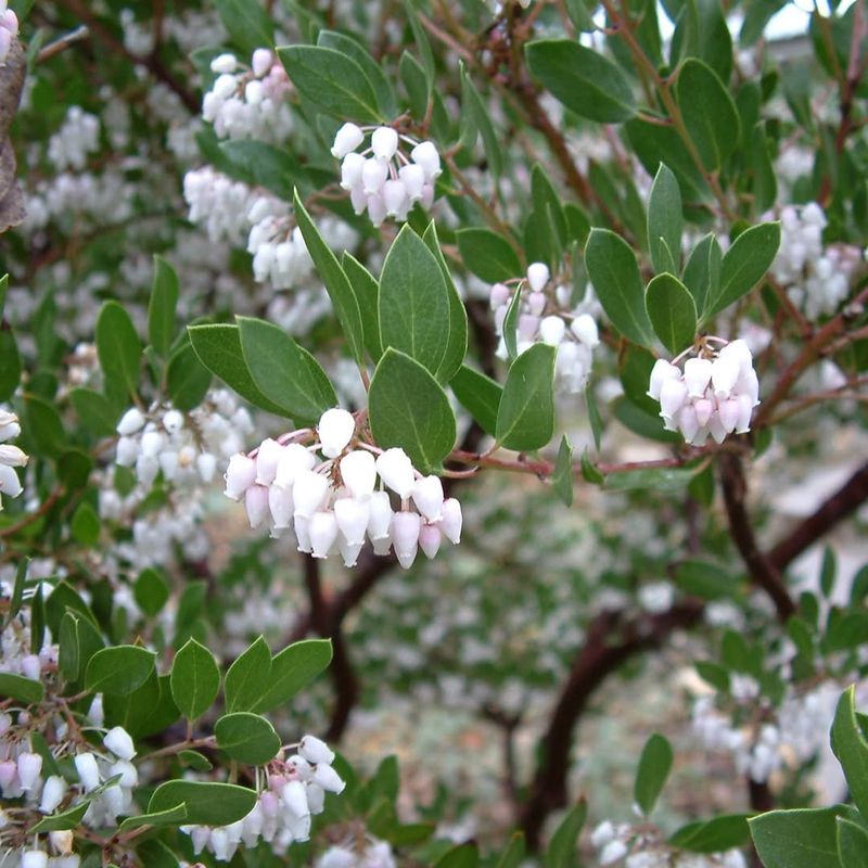 Howard McMinn Manzanita