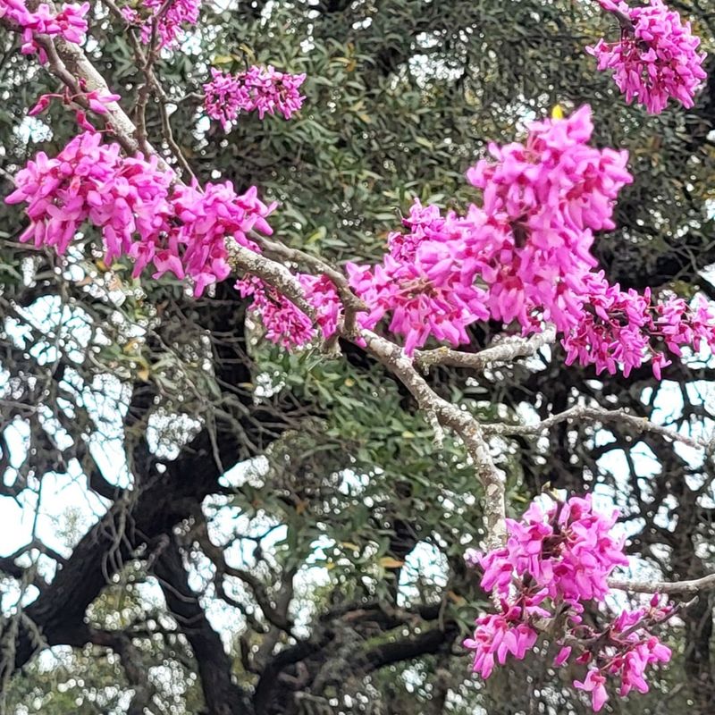 Texas Redbud