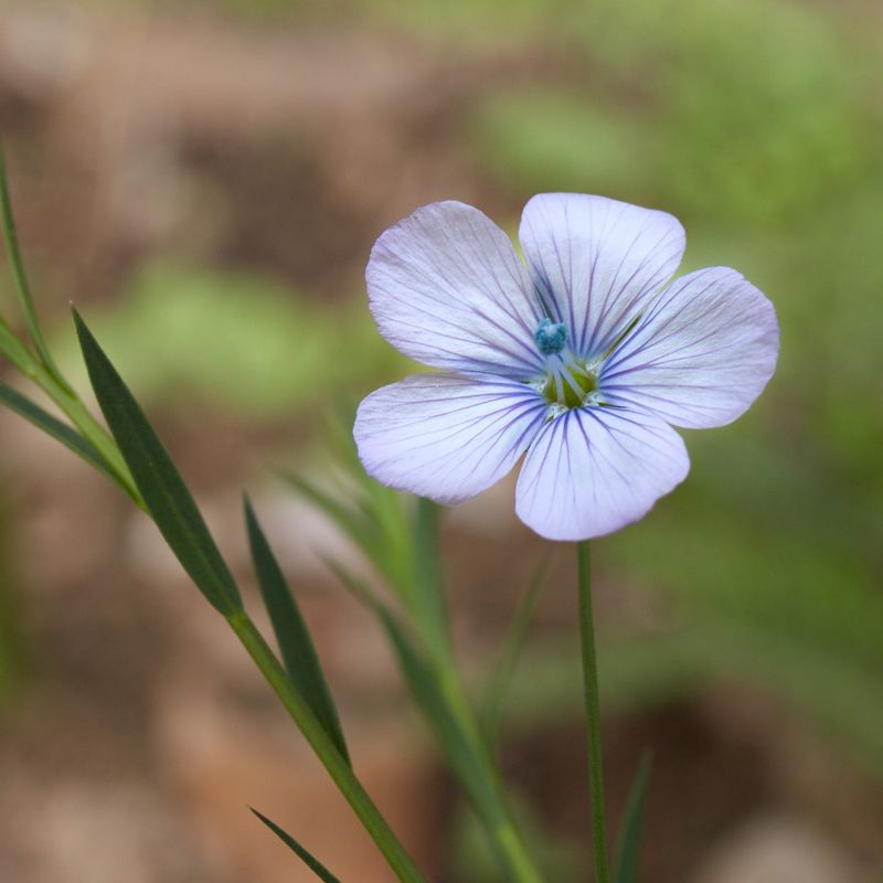 Prairie Flax 