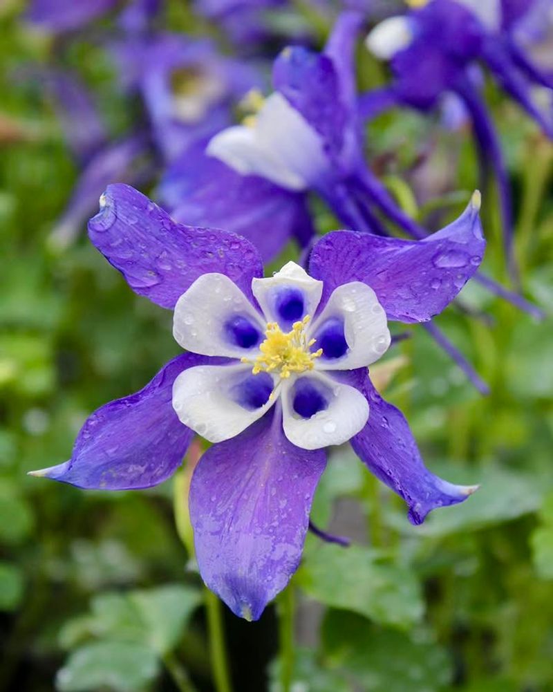 Columbine Delicate Blooms That Shine In Shade