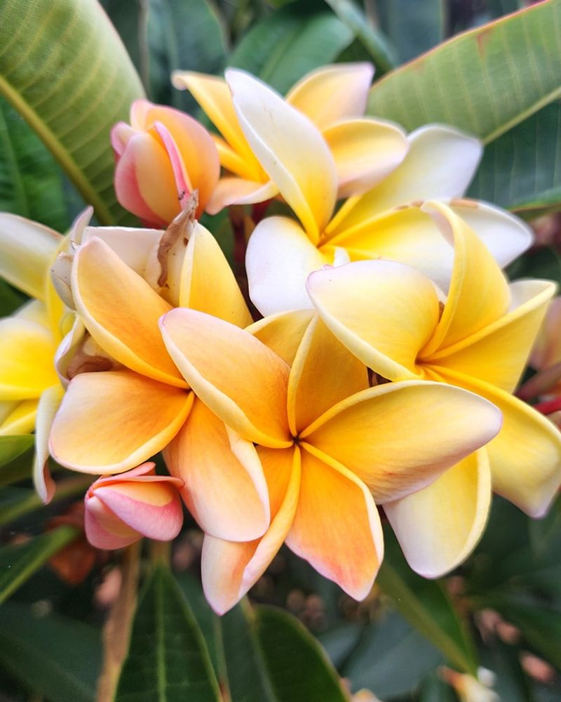 Aztec Gold Plumeria Thrives In Intense Sun With Strong Heat Tolerance