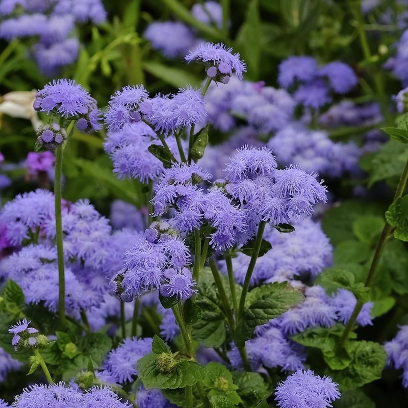 Ageratum