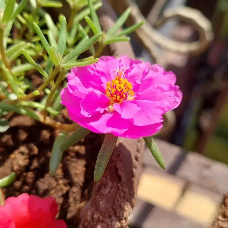 Portulaca (Moss Rose)