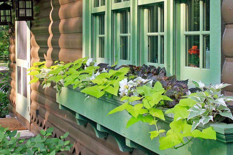 Sweet Potato Vine 