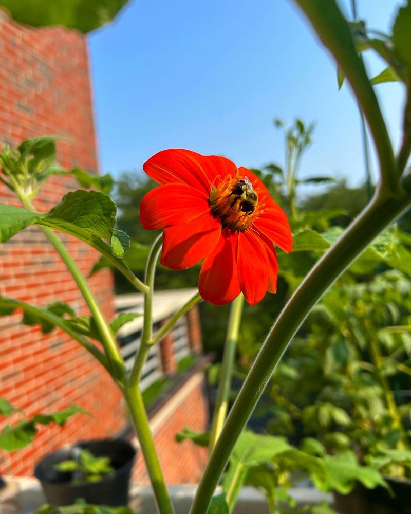 Mexican Sunflowers