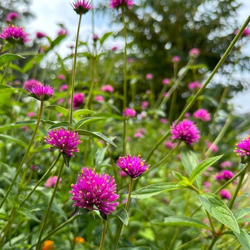 Gomphrena Holding Strong With Long-Lasting Color