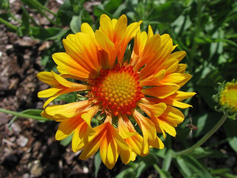 Gaillardia Offers Red And Yellow Flowers That Persist In Summer Heat
