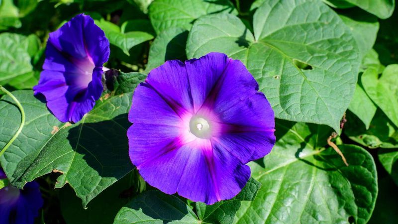 Morning Glory Climbs With Fast Summer Color