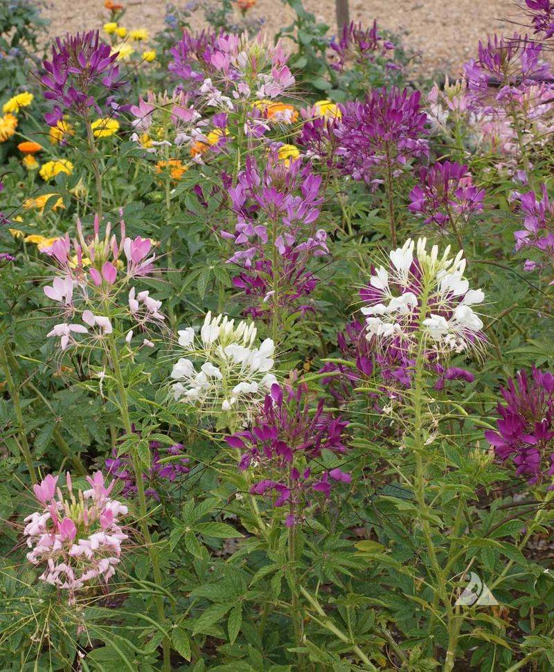Cleome Adds Tall Airy Beauty