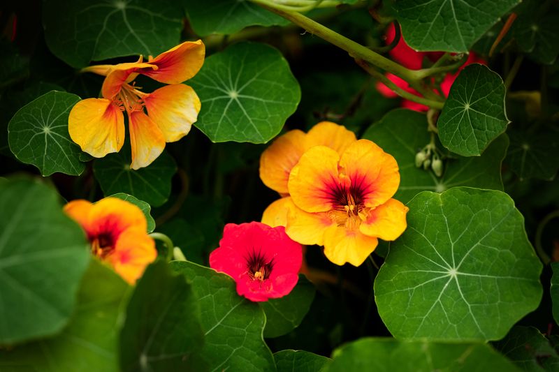 Nasturtiums (Tropaeolum majus)