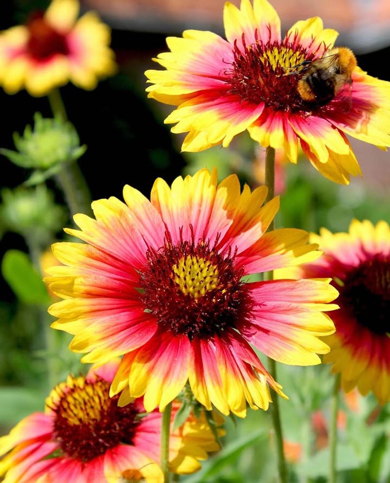 Gaillardia (Blanket Flower) Long Blooming And Heat Ready