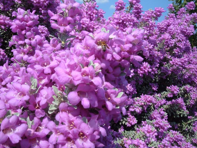 Andrena Cenizophila Appears When Cenizo Comes Into Bloom