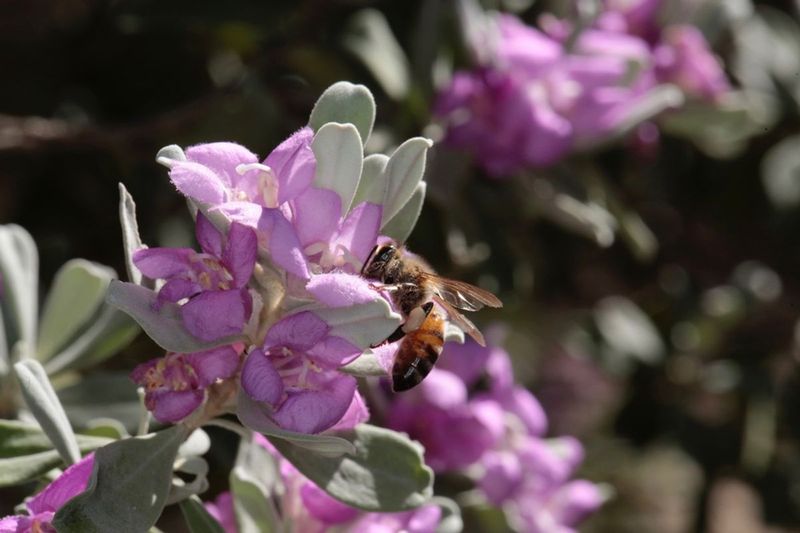 What Andrena Cenizophila Means For Texas Gardens