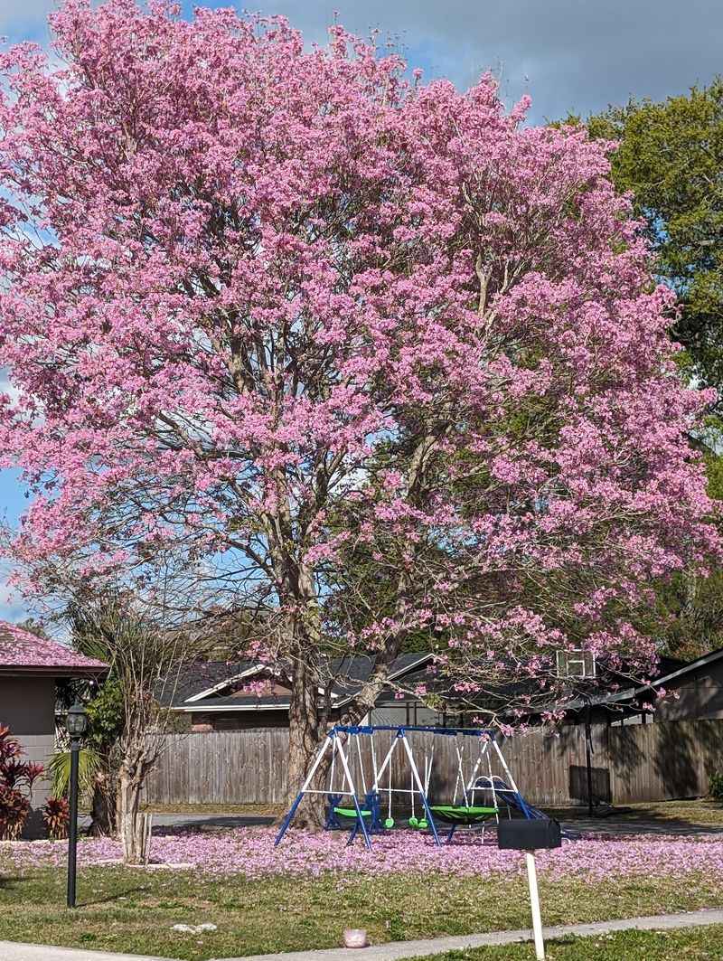 Bare Branches Turn Short Bloom Windows Into Big Visual Moments