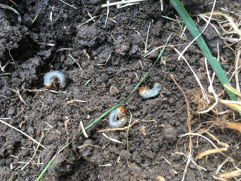 Break The Life Cycle At The Right Time