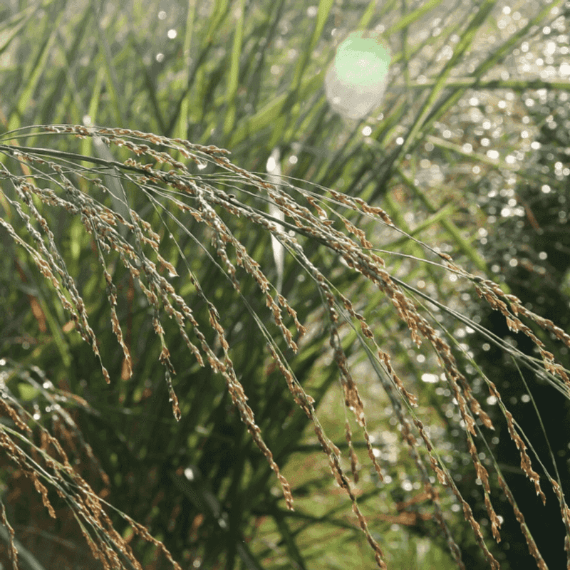 Calligraphy Sedge (Carex kobomugi)