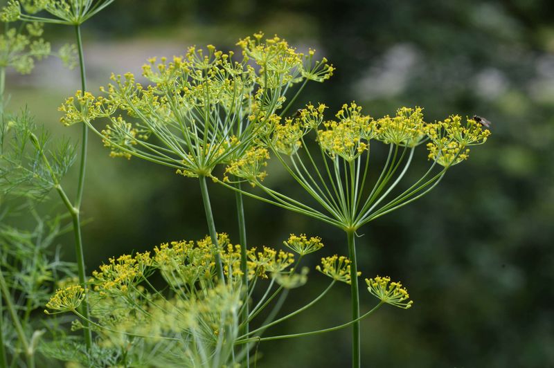 Dill (Anethum graveolens)